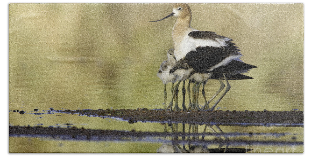 American Avocet Bath Towel featuring the photograph Nice legs #1 by Bryan Keil