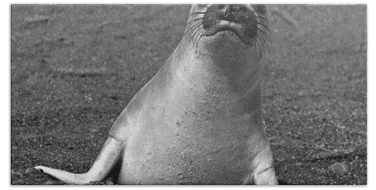 Mirounga Angustirostris Bath Towel featuring the photograph Northern Elephant Seal Weaner #1 by Liz Leyden