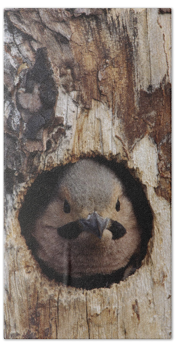 Feb0514 Bath Towel featuring the photograph Northern Flicker In Nest Cavity Alaska #1 by Michael Quinton