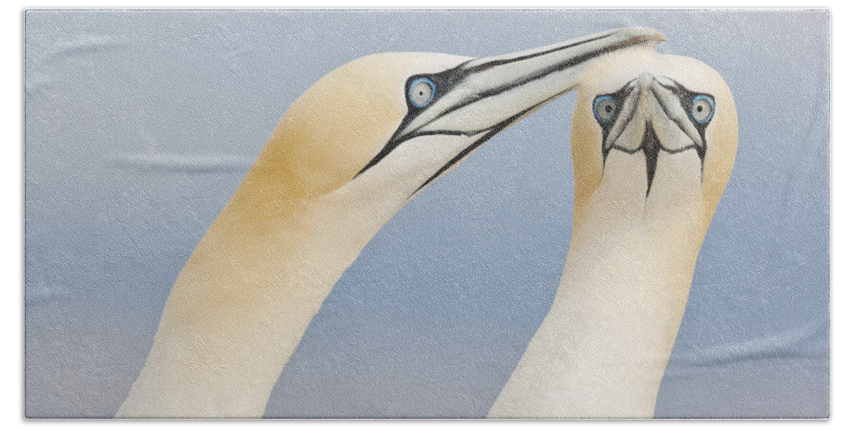 Nis Bath Towel featuring the photograph Northern Gannets Greeting Saltee Island #2 by Bart Breet