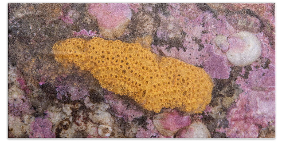 Orange Sheath Tunicate Bath Towel featuring the photograph Orange Sheath Tunicate #1 by Andrew J. Martinez