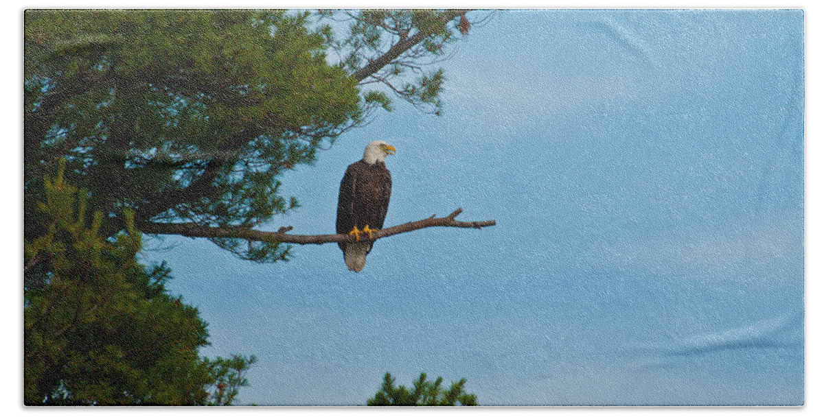 Bald Eagle Bath Towel featuring the photograph Out on a Limb #1 by Brenda Jacobs