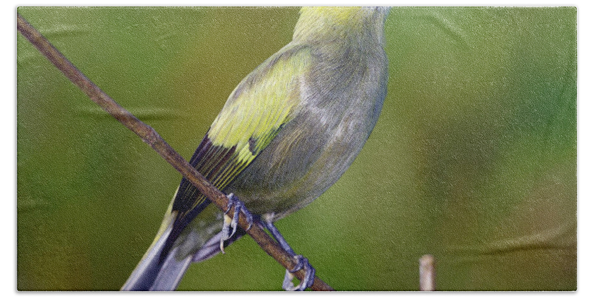 Palm Tanager Bath Towel featuring the photograph Palm Tanager #2 by Tony Beck