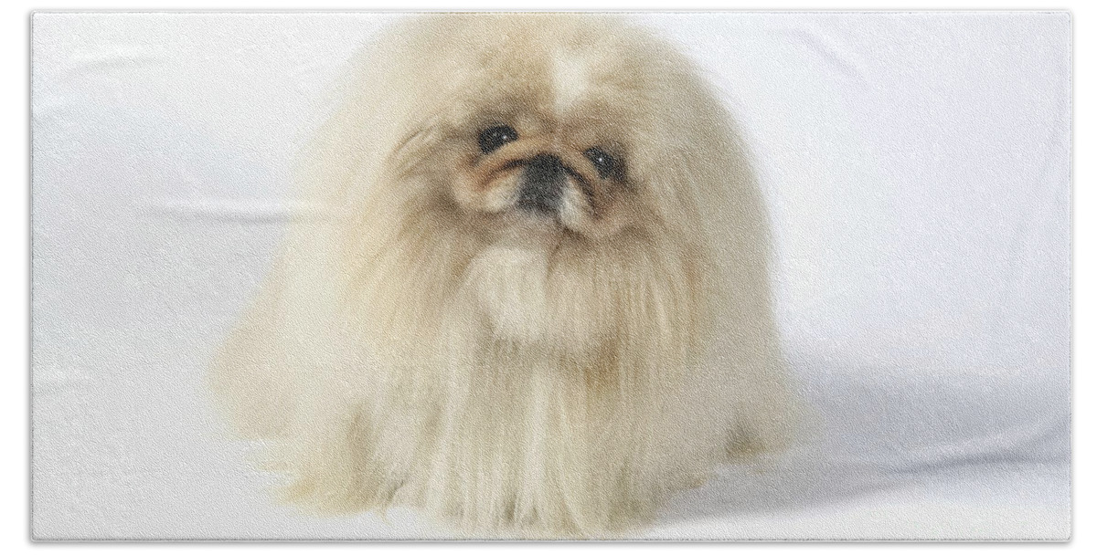Dog Hand Towel featuring the photograph Pekingese Dog #1 by John Daniels