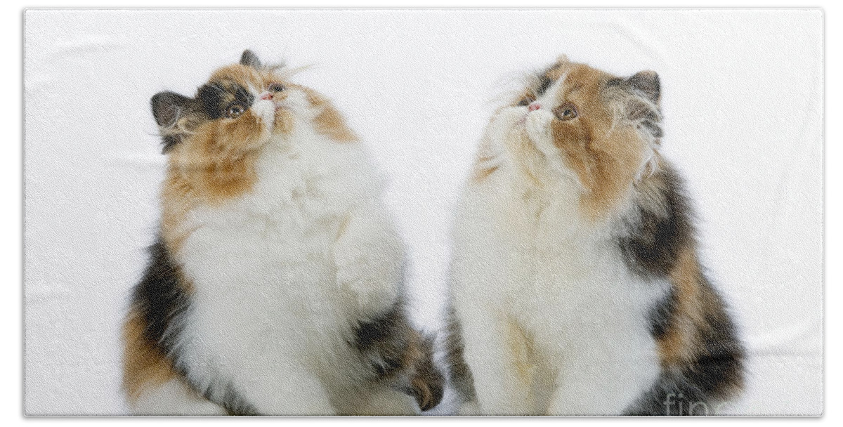 Cat Bath Towel featuring the photograph Persian Kittens #1 by Jean-Michel Labat