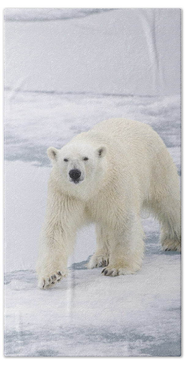 Flpa Hand Towel featuring the photograph Polar Bear On Sea Ice Spitzbergen #1 by Dickie Duckett