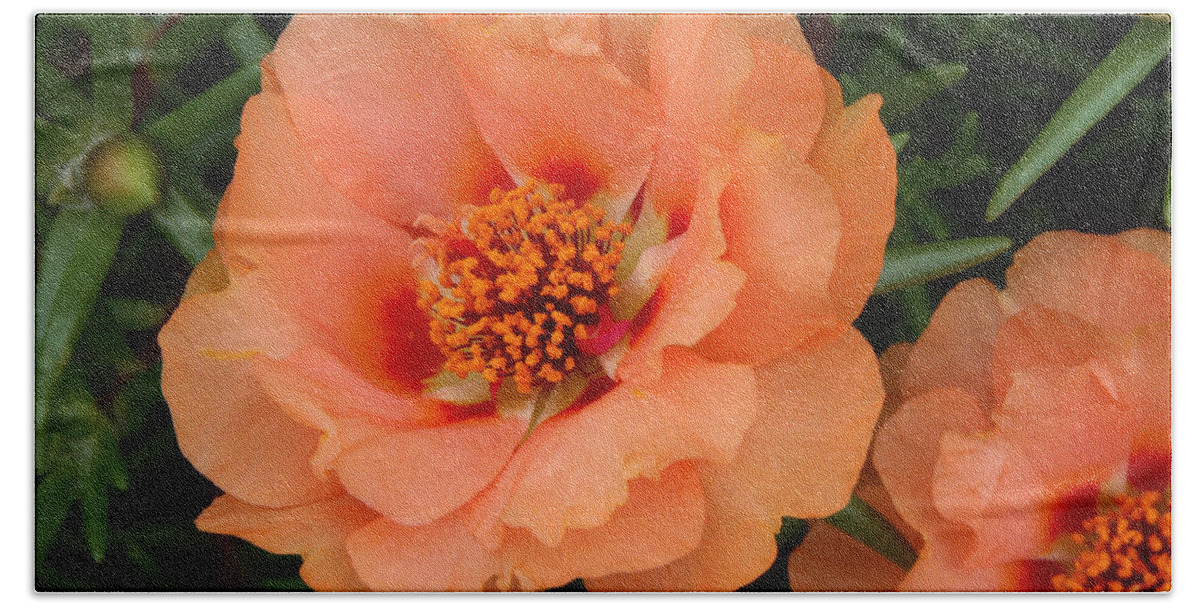 Anther Bath Towel featuring the photograph Portulaca #1 by Bonnie Sue Rauch