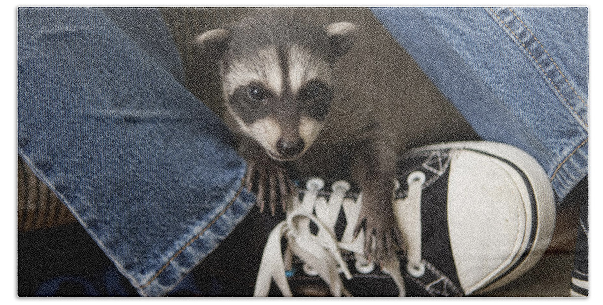 536510 Bath Towel featuring the photograph Raccoon Orphan Wildcare California #1 by Suzi Eszterhas