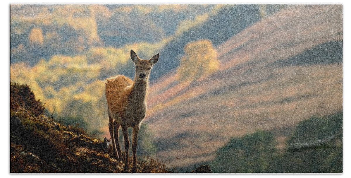 Red Deer Calf Bath Towel featuring the photograph Red Deer Calf #1 by Gavin Macrae