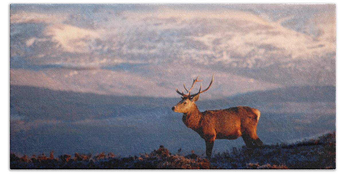Red Deer Stag Hand Towel featuring the photograph Red deer stag #1 by Gavin Macrae
