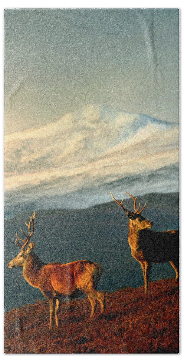 Stag Bath Towel featuring the photograph Red Deer Stags #1 by Gavin Macrae