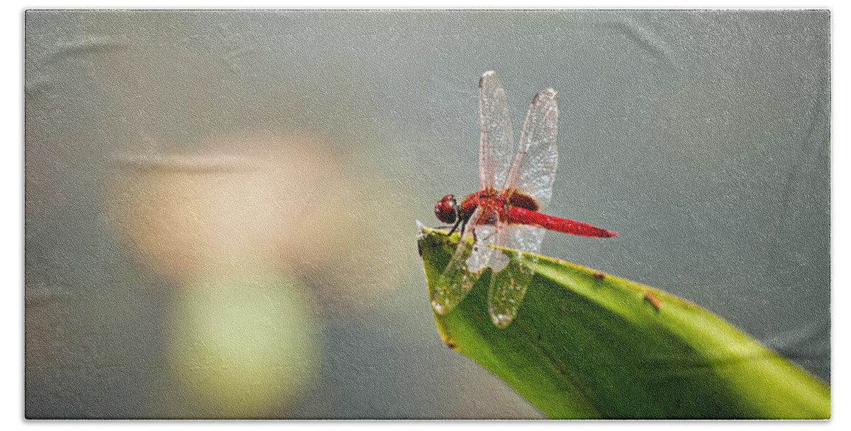 Lightweight Bath Towel featuring the photograph Red dragonfly #1 by U Schade