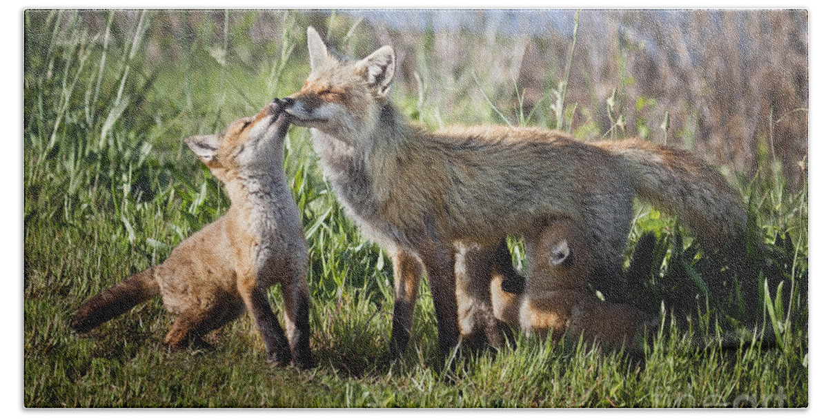 Fox Bath Towel featuring the photograph Red Fox Family #1 by Ronald Lutz