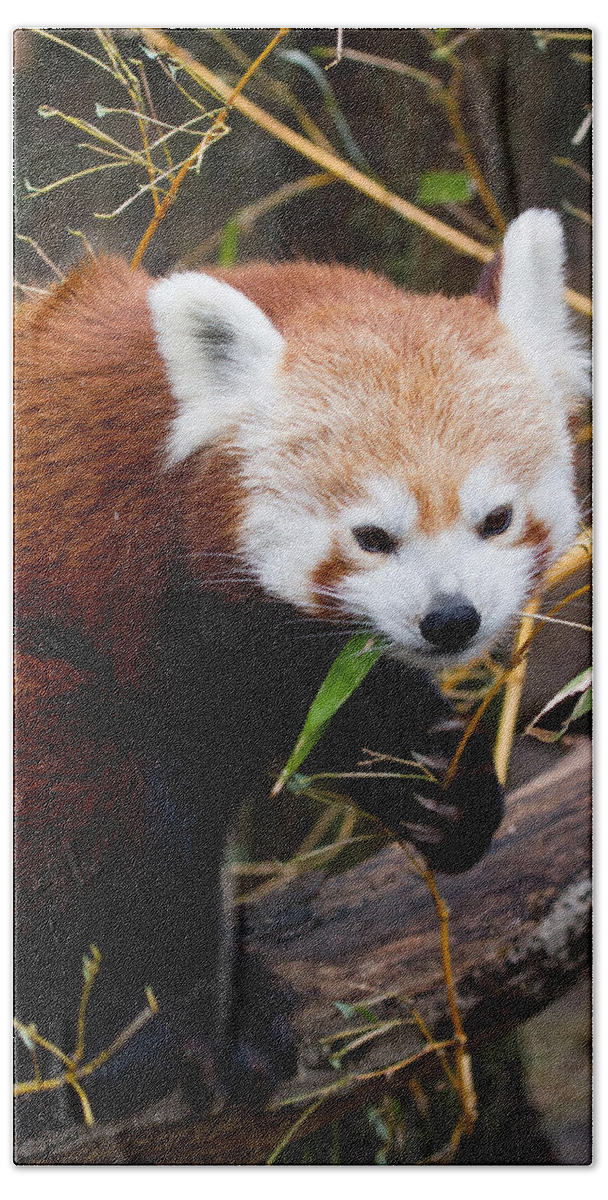 Animal Hand Towel featuring the photograph Red Panda Ailurus Fulgens In Captivity #1 by David Kenny