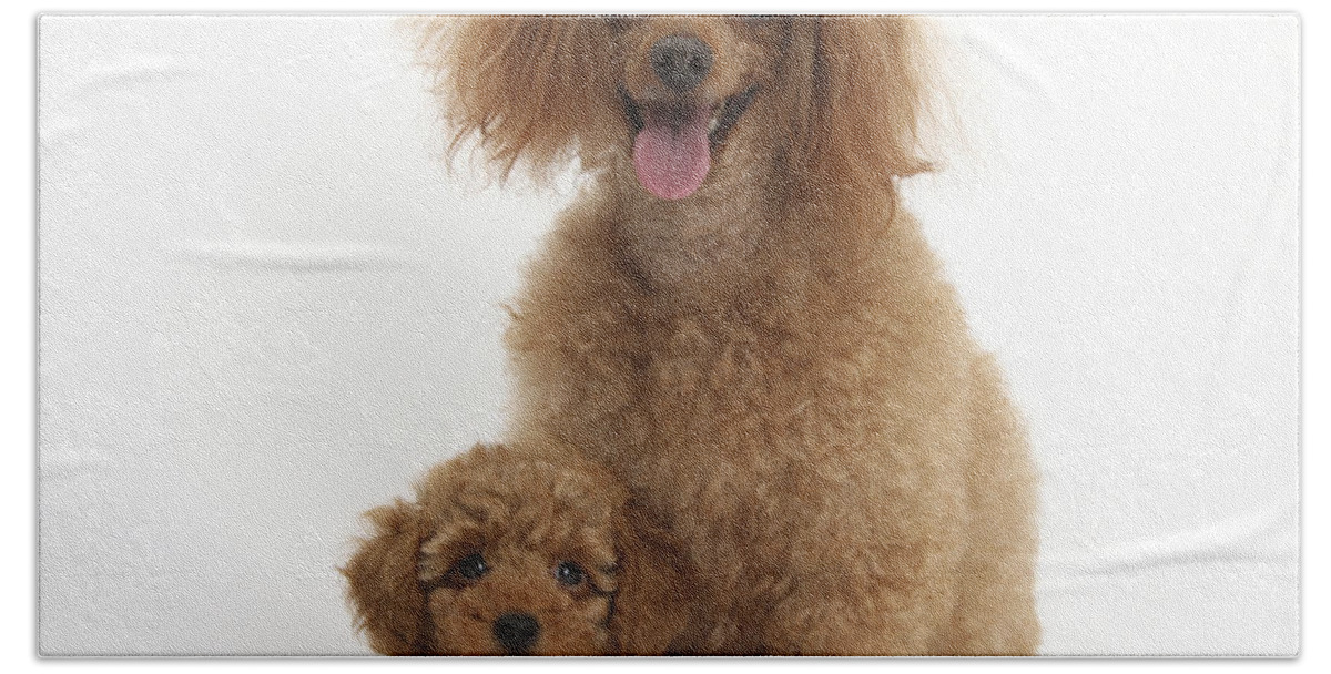 Red Toy Poodle Dogs Hand Towel featuring the photograph Red Toy Poodle Dog And Puppy #1 by Mark Taylor