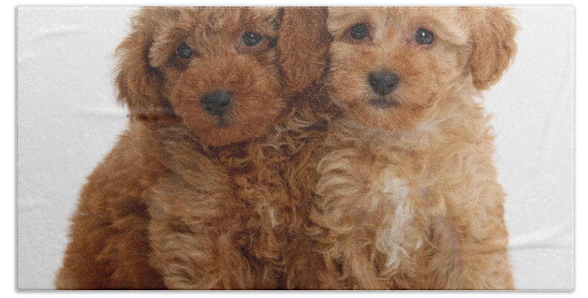 Nature Bath Towel featuring the photograph Red Toy Poodle Puppies #1 by Mark Taylor