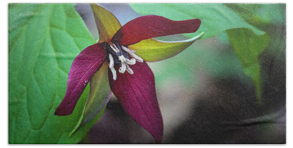 Beauty Bath Towel featuring the photograph Red Trillium #1 by Jack R Perry