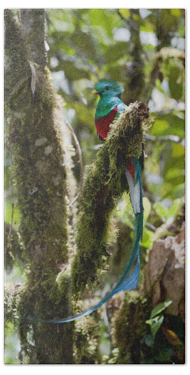 Feb0514 Bath Towel featuring the photograph Resplendent Quetzal Male Costa Rica by Konrad Wothe