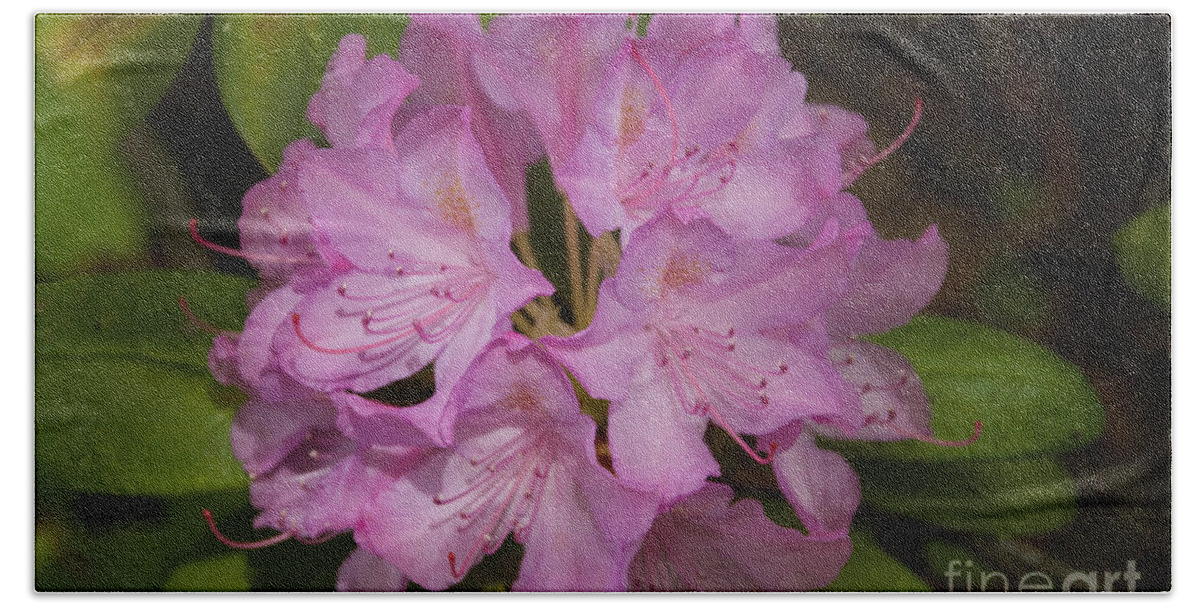 Flower Hand Towel featuring the photograph Rhododendron #1 by William Norton