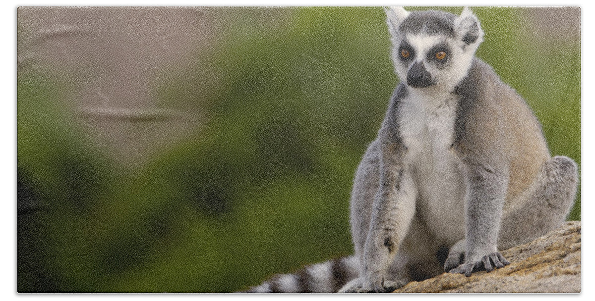Feb0514 Bath Towel featuring the photograph Ring-tailed Lemur Madagascar #1 by Pete Oxford