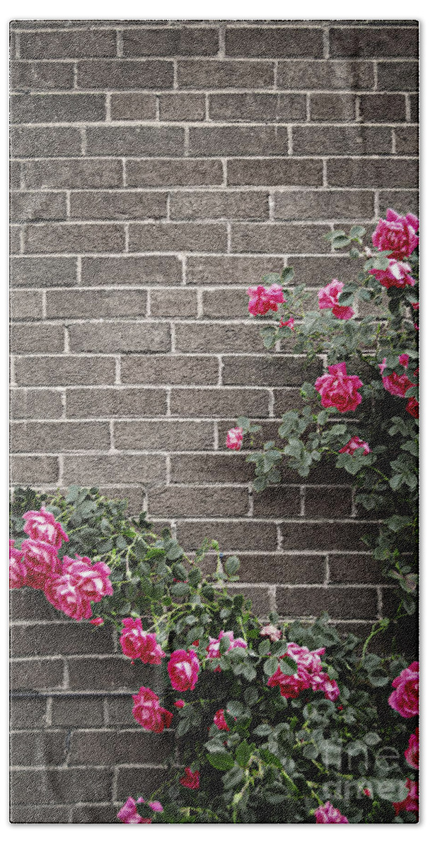 Rose Bath Towel featuring the photograph Roses on brick wall 3 by Elena Elisseeva
