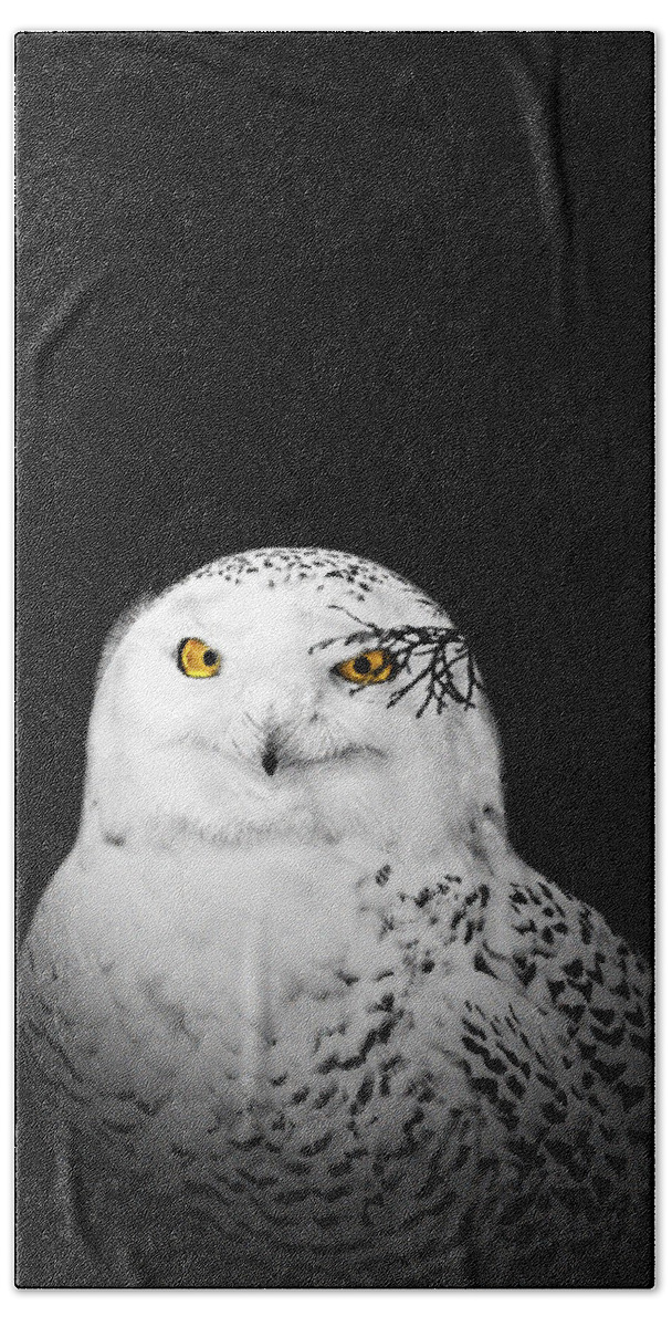 Animal Bath Towel featuring the photograph Snowy Owl #1 by Peter Lakomy