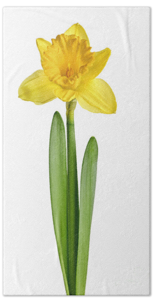 Flower Bath Towel featuring the photograph Spring yellow daffodil 1 by Elena Elisseeva