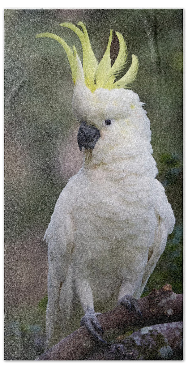 Martin Willis Bath Towel featuring the photograph Sulphur-crested Cockatoo Displaying #1 by Martin Willis