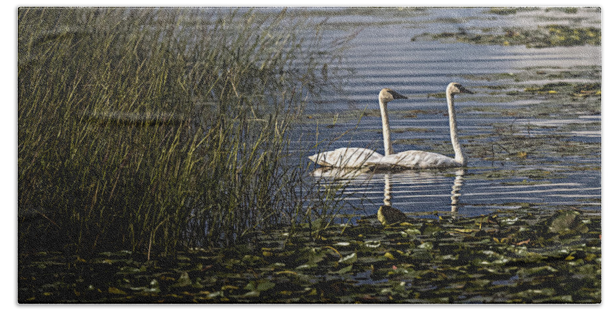 Swan Hand Towel featuring the photograph Swans #1 by Paul Freidlund