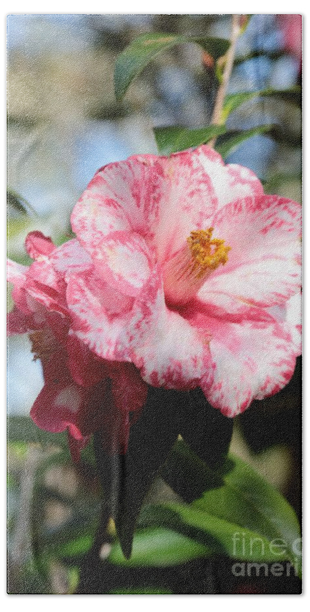 Camellia Bath Sheet featuring the photograph Sweet Camellia #1 by Carol Groenen