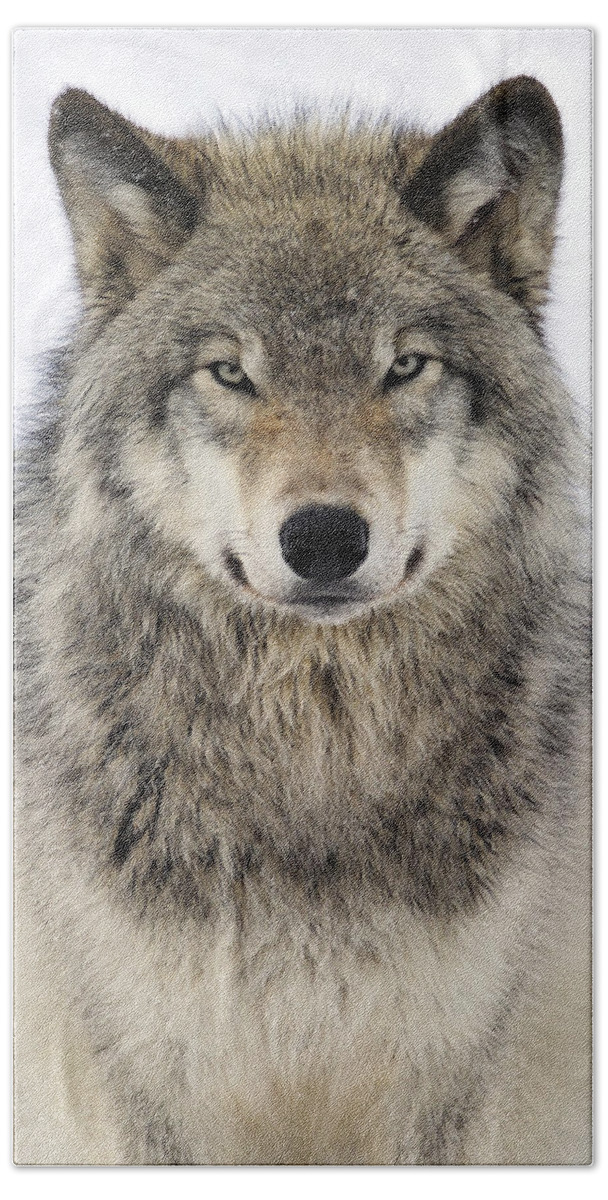 Wolf Hand Towel featuring the photograph Timber Wolf Portrait by Tony Beck