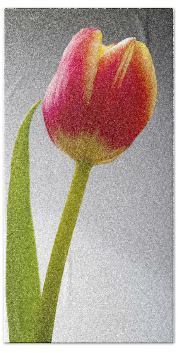 Tulip Bath Towel featuring the photograph Tulip #1 by Sebastian Musial