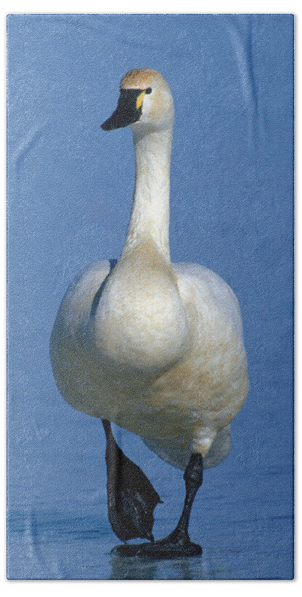 Anatidae Hand Towel featuring the photograph Tundra Swan #1 by Jeffrey Lepore