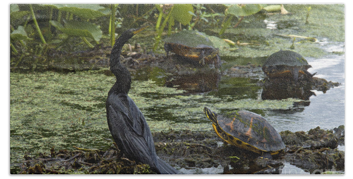Nature Bath Towel featuring the photograph Turtles And Anhinga #1 by Mark Newman