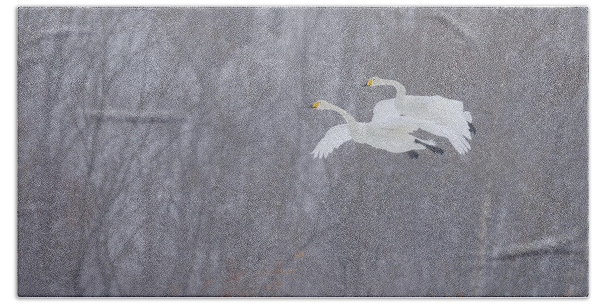 Nature Hand Towel featuring the photograph Whooper Swans In Snowstorm, Japan #1 by John Shaw