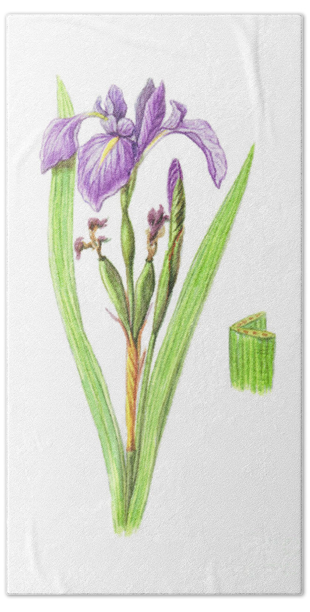 Art Hand Towel featuring the photograph Wild Iris #2 by Carlyn Iverson
