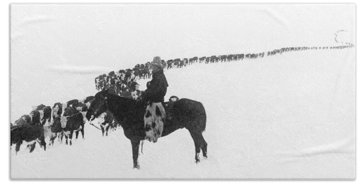 1920s Hand Towel featuring the photograph Wintertime Cattle Drive by Underwood Archives Charles Belden