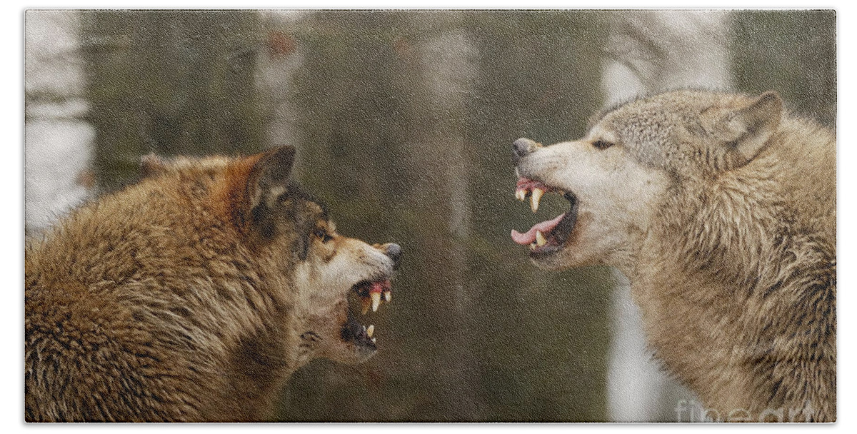 Wolf Bath Towel featuring the photograph Wolf Intimidation, Canis Lupus Lycaon #1 by Stefan Meyers