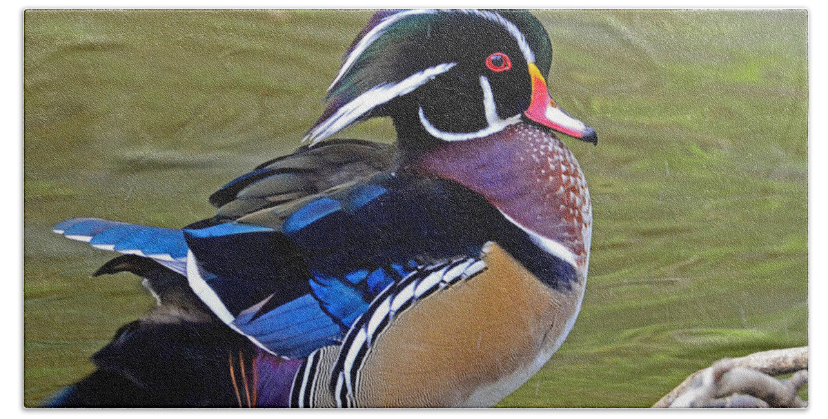 Wood Duck Bath Towel featuring the photograph Wood Duck #2 by Rodney Campbell