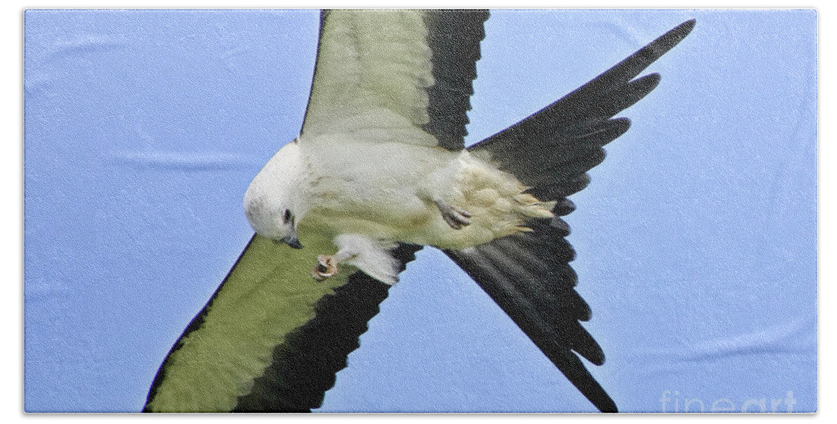 Swallow-tailed Kite Hand Towel featuring the photograph Young Swallow-tailed Kite #1 by Barbara Bowen