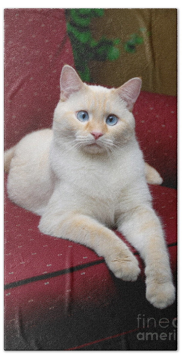 Blue Eyes Bath Towel featuring the photograph Flame Point Siamese Cat #10 by Amy Cicconi
