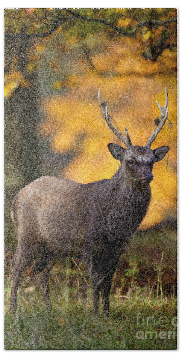 Sika Deer Bath Towel featuring the photograph 110307p073 by Arterra Picture Library