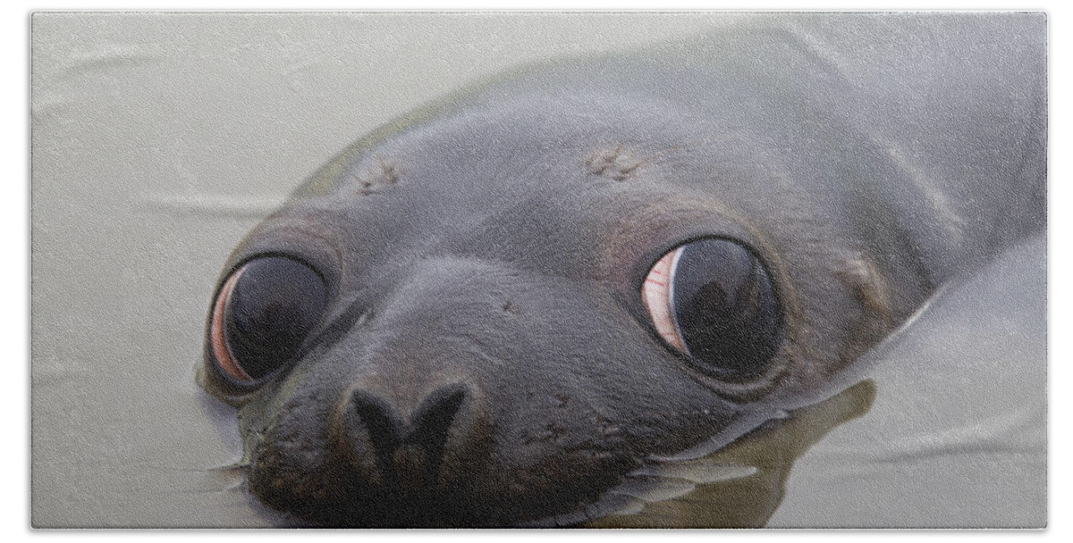 Hooded Seal Bath Towel featuring the photograph 110714p127 by Arterra Picture Library