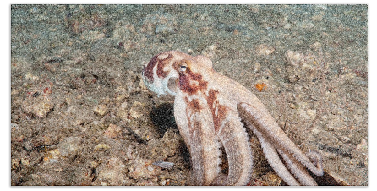 Common Octopus Bath Towel featuring the photograph Common Octopus #12 by Andrew J. Martinez