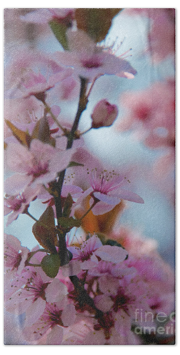 Buds Hand Towel featuring the photograph Plum Tree Flowers #12 by Mark Dodd
