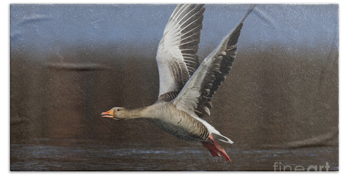 Greylag Goose Hand Towel featuring the photograph 120223p134 by Arterra Picture Library