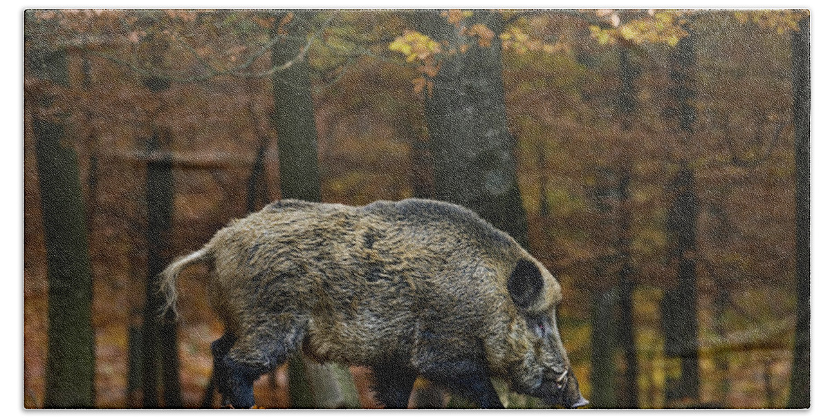 Wild Boar Hand Towel featuring the photograph Big Wild Boar in Fall Forest by Arterra Picture Library