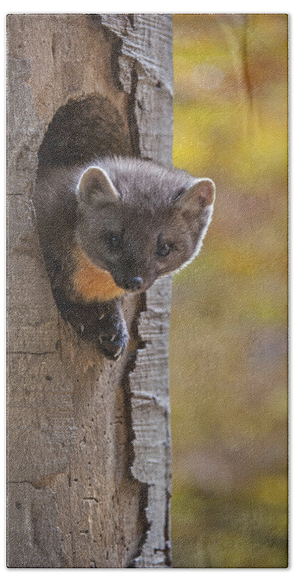 European Pine Marten Bath Towel featuring the photograph 131114p020 by Arterra Picture Library