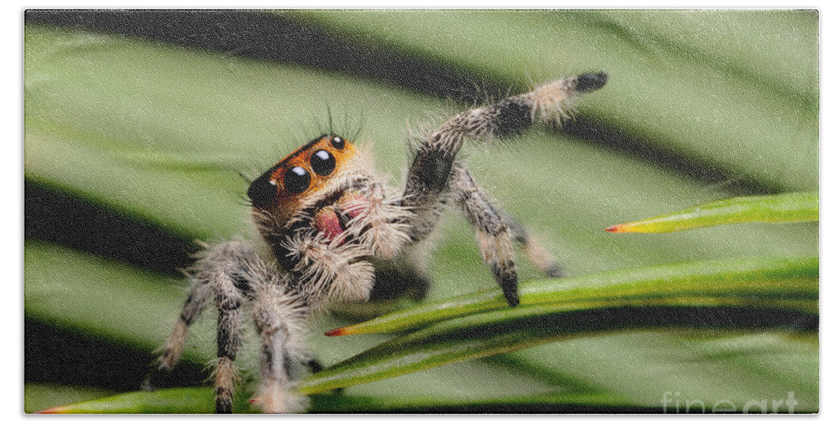 Animal Bath Towel featuring the photograph Regal Jumping Spider #14 by Scott Linstead