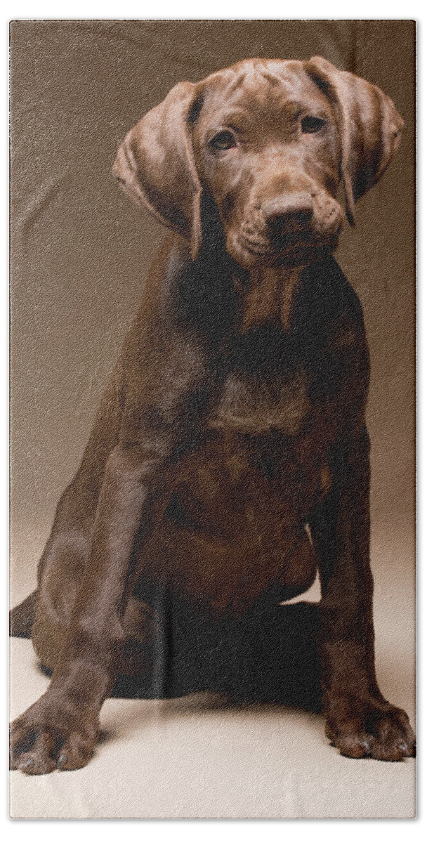 Animal Hand Towel featuring the photograph A German Shorthaired Pointer Sitting #2 by Tom Bol